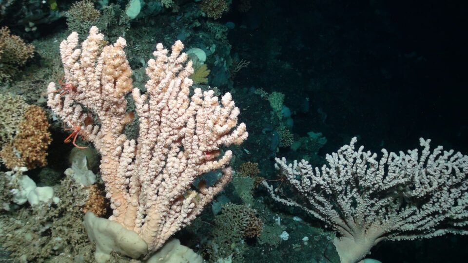 Large bubblegum corals on a cold water coral reef 1200m below the sea su...