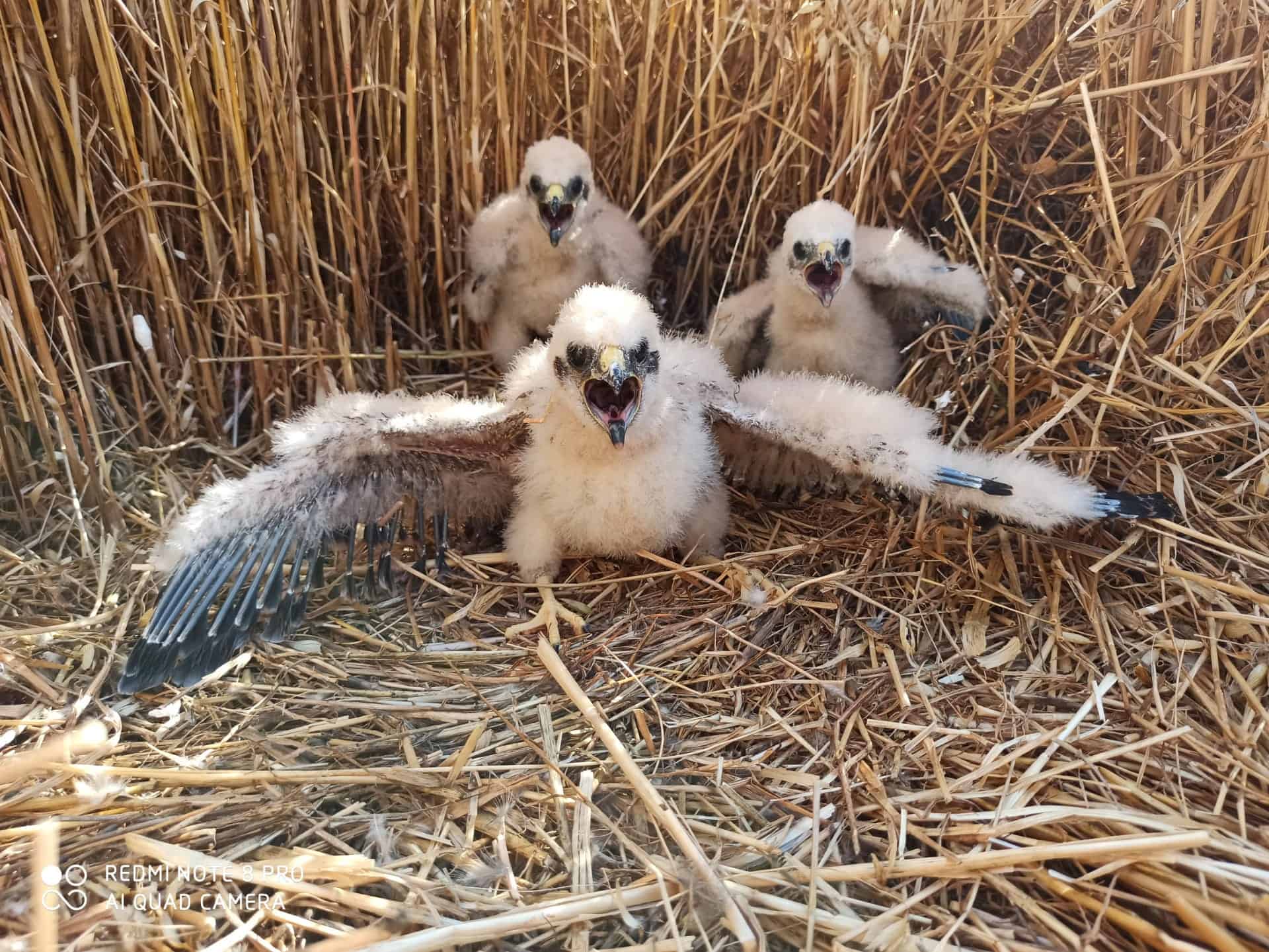 Crias de águia-caçadeira no ninho_foto Paulo Calejo_Palombar