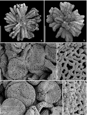 Estruturas estaminadas e grãos de pólen de Proencistemon portugallicus gen. et sp. nov.
